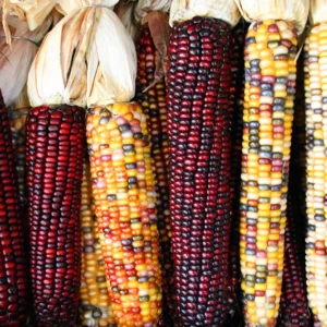 Maize Cob