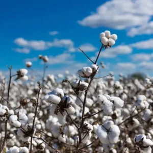Cotton stalk