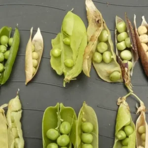 Pigeon Pea