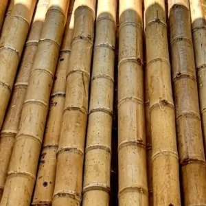 Mixed Biomass