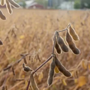 Soybean stalk