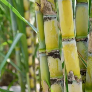 Sugarcane Bagasse